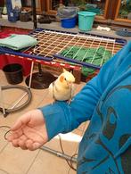 Te koop mooie koppel valkparkieten van 2025 zijn tan, Dieren en Toebehoren, Meerdere dieren