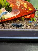 Blue steel garnalen/caridina garnalen, Dieren en Toebehoren, Vissen | Aquariumvissen, Kreeft, Krab of Garnaal, Zoetwatervis
