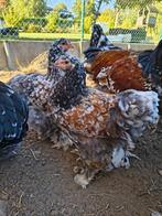 Brahma porselein, Dieren en Toebehoren, Meerdere dieren, Kip