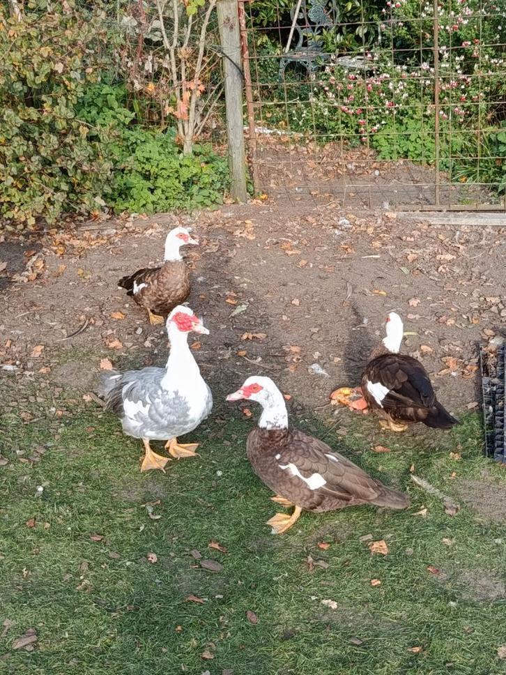 toom barbarie eenden, Dieren en Toebehoren, Pluimvee