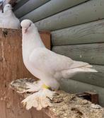 Oud hollandse tuimelaar