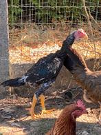 Jonge shamo jap haan, Dieren en Toebehoren