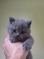 Britse korthaar kitten, 0 tot 2 jaar, Kater, Gechipt