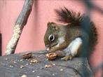Eekhoorntjes, Mei, Meerdere dieren, Overige typen