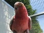 Lieve handtamme rosé kaketoe man, Domestique, Oiseau tropical, Mâle