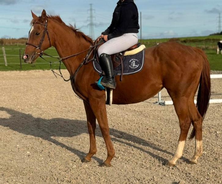 Volbloedmerrie, Dieren en Toebehoren, Paarden en Pony's | Verzorgingsproducten, Ophalen of Verzenden