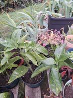 Aucuba, Tuin en Terras, Ophalen