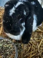 Franse hangoor vrouwelijk, Dieren en Toebehoren, Vrouwelijk, Groot, Hangoor, 3 tot 5 jaar