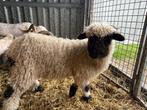 Walliser Schwarznase ooitje, 04/03/2025, Dieren en Toebehoren, Schapen, Geiten en Varkens, Vrouwelijk, Schaap, 0 tot 2 jaar
