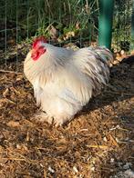 Cochin kriel haan wit-blauwcolumbia, Dieren en Toebehoren