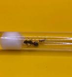 Camponotus Barbarucus koningin met 1-10 werksters, Dieren en Toebehoren, Mieren