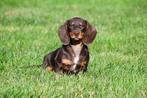 Teckel pups te koop, Dieren en Toebehoren, Honden | Teckels en Dashonden, 15 weken tot 1 jaar, CDV (hondenziekte), Dwerg, Meerdere