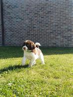 Puppys drentse patrijshond, Dieren en Toebehoren, Honden | Setters en Staande honden, België, Fokker | Hobbymatig, Overige rassen