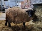 Cage du Suffolk, Animaux & Accessoires, Moutons, Chèvres & Cochons, Mouton, Femelle, 3 à 5 ans