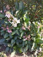 Mooie hortensia, Jardin & Terrasse, Enlèvement, Autres espèces, Été, Plante fixe