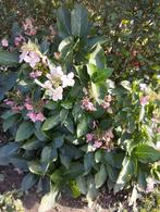 Mooie hortensia, Jardin & Terrasse, Plantes | Jardin, Enlèvement, Autres espèces, Été, Plante fixe