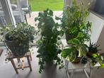 Lot de plantes, Huis en Inrichting, Kamerplanten, Ophalen, Overige soorten, Halfschaduw, In pot