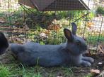Dwerg konijnen, Dieren en Toebehoren, Konijnen, Vrouwelijk, Dwerg, 0 tot 2 jaar