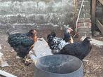 Jonge brahma’s, Dieren en Toebehoren, Pluimvee, Kip