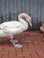 Knobbelzwaan vrouw gezocht