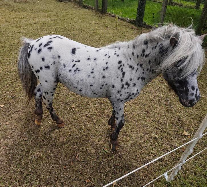 STOP GEZET. niet meer te koop !!!, Dieren en Toebehoren, Pony's, Ruin, Niet van toepassing, A pony (tot 1.17m), 3 tot 6 jaar, Gechipt