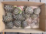 Schildpadden  geboren 2023, Dieren en Toebehoren, Reptielen en Amfibieën, Schildpad, 0 tot 2 jaar