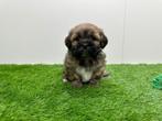 Nestje Lhasa Apso pups