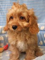 Super leuke Cavapoo pups !, Dieren en Toebehoren, Honden | Niet-rashonden, 15 weken tot 1 jaar, Reu, Buitenland, CDV (hondenziekte)