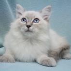 Ragdoll - chatons à vendre, Animaux & Accessoires, Chats & Chatons | Chats de race | Poil long, Plusieurs animaux, Vermifugé, 0 à 2 ans