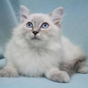 Ragdoll - chatons à vendre