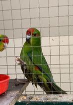Kakariki, Dieren en Toebehoren, Vogels | Parkieten en Papegaaien, Meerdere dieren, Parkiet, Geringd