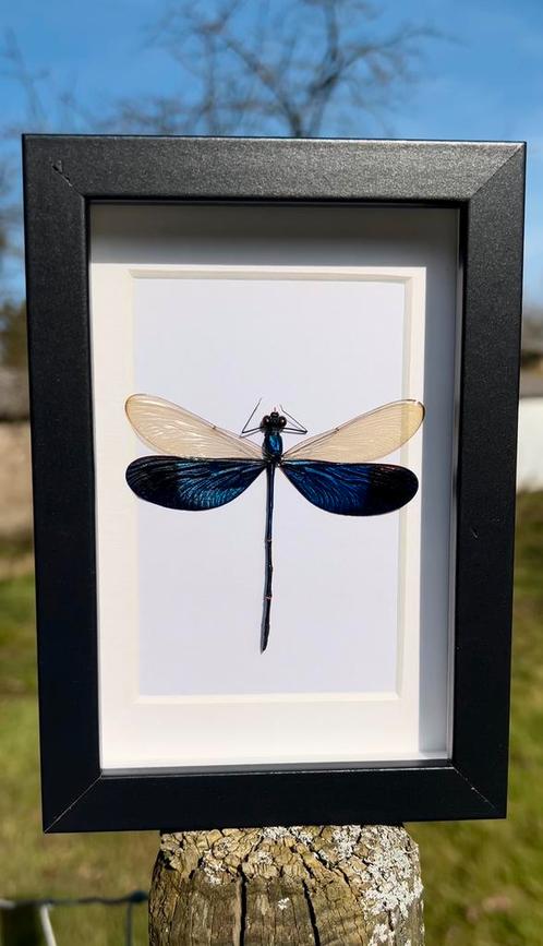 Opgezette libelle in zwarte kader, Verzamelen, Dierenverzamelingen, Nieuw, Opgezet dier, Insect, Ophalen of Verzenden