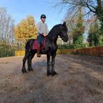 hengst  fries paard( niet te koop!!)ter dekking aangeboden, Dieren en Toebehoren, Dressuurpaard, Hengst, 3 tot 6 jaar, L