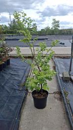 Fagus sylvatica blite wortel of in pot, Ophalen