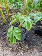 Tetrapanax papyrifera  10€ per pot, Ophalen, Winter, Vaste plant