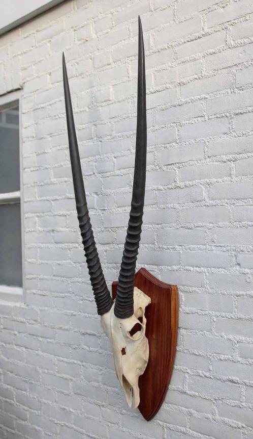 Grote SPIESBOK / ORYX op houten schild - ref. L (gewei), Verzamelen, Dierenverzamelingen, Zo goed als nieuw, Gewei of Kop, Wild dier