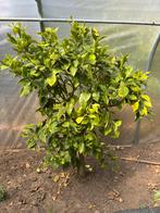 Appelsienenboom, Tuin en Terras, Planten | Struiken en Hagen, Ophalen, Struik, 100 tot 250 cm
