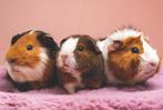 cavia cavia's ruime keuze in vele kleuren, Februari, Meerdere dieren, Cavia
