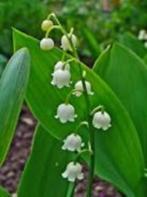 MEIKLOKJE   _   LELIETJE VAN DALEN, Tuin en Terras, Planten | Tuinplanten, Halfschaduw, Vaste plant, Siergrassen, Lente