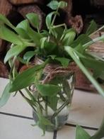 Echange ou vend bouquet de misère verte, Enlèvement ou Envoi