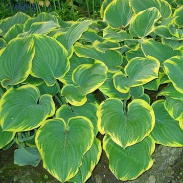 Hosta Wide Brim beschikbaar voor biedingen