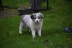 Border collie pups, verschillende kleuren, Dieren en Toebehoren, België, CDV (hondenziekte), 8 tot 15 weken, Collie