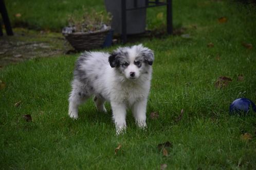 Border collie pups, verschillende kleuren, Dieren en Toebehoren, Honden | Herdershonden en Veedrijvers, Meerdere dieren, Collie