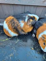 Cavia's te koop, Dieren en Toebehoren, Knaagdieren, April, Meerdere dieren, Cavia