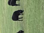 Quessant bok, Dieren en Toebehoren