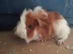 Cavia's, Animaux & Accessoires, Rongeurs, Cobaye