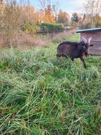 Geitenbok kleine soort en mooie nakomelingen te huur of te k, Dieren en Toebehoren