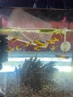 Mbuna baby Cichliden, Dieren en Toebehoren, Vis, Zoetwatervis