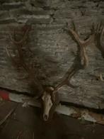 Trophés cerfs, Ophalen, Gebruikt