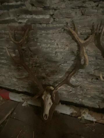 Trophés cerfs beschikbaar voor biedingen